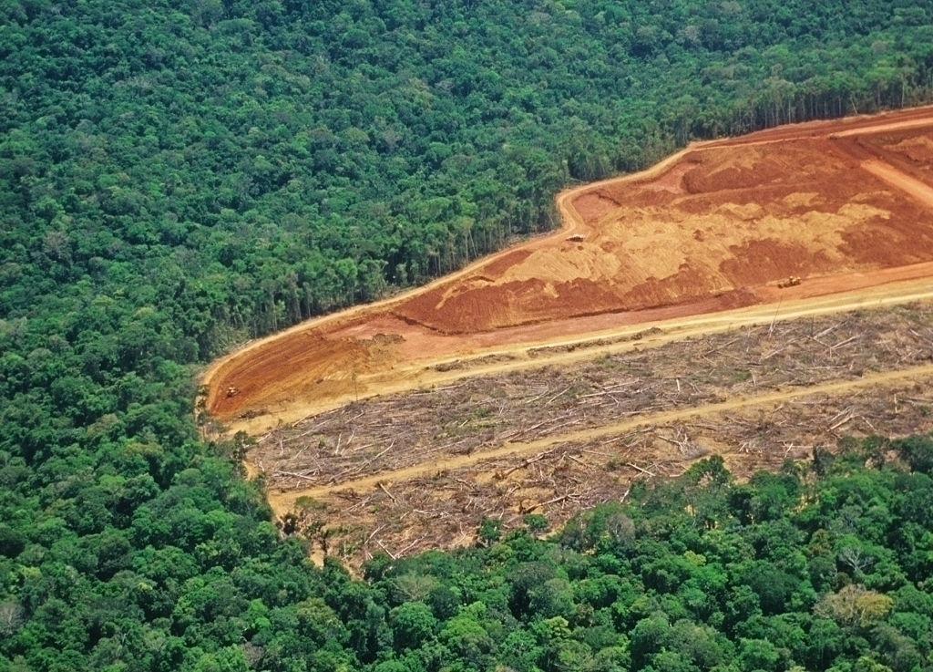 Large Section of Forest Cleared Out With Only Dirt Left