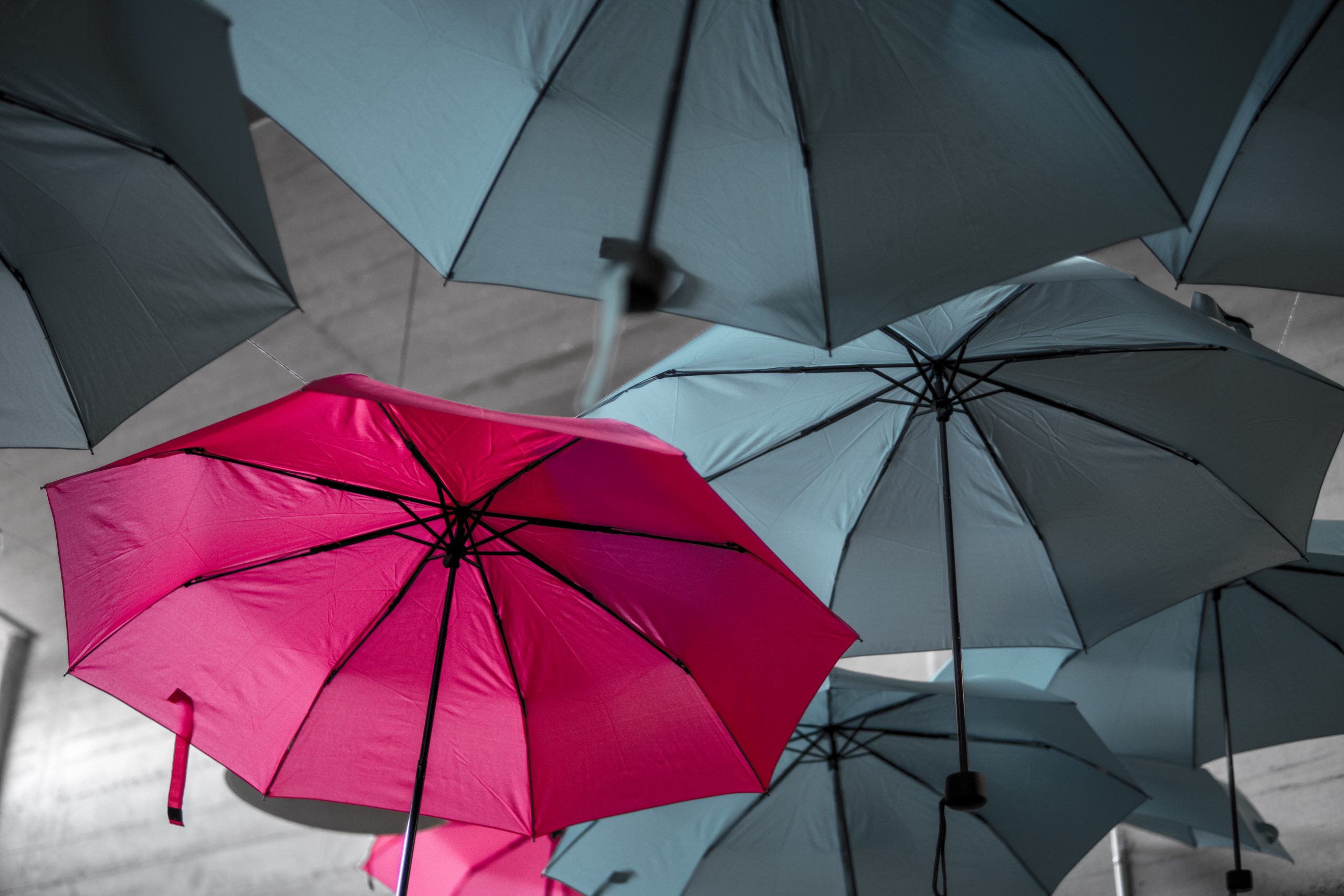 Pink Umbrella In the Midst of Black Umbrellas