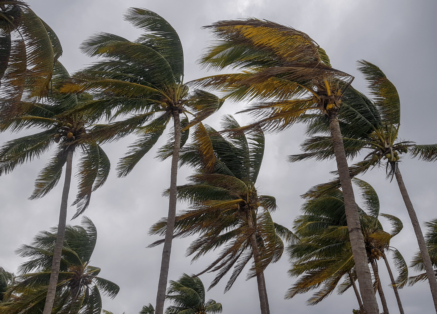 Palm Trees Bending to the Wind