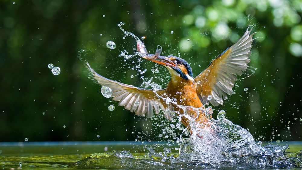 Closeup shot of a Kingfisher (Alcedinidae) hunting in the water splashing it around Tower Street Insurance Loss Control OSHA Safe and Sound Week Safety and Health