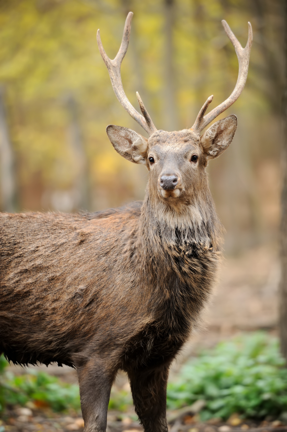 Deer in forest Tower Street Insurance Loss Control OSHA Safe and Sound Week