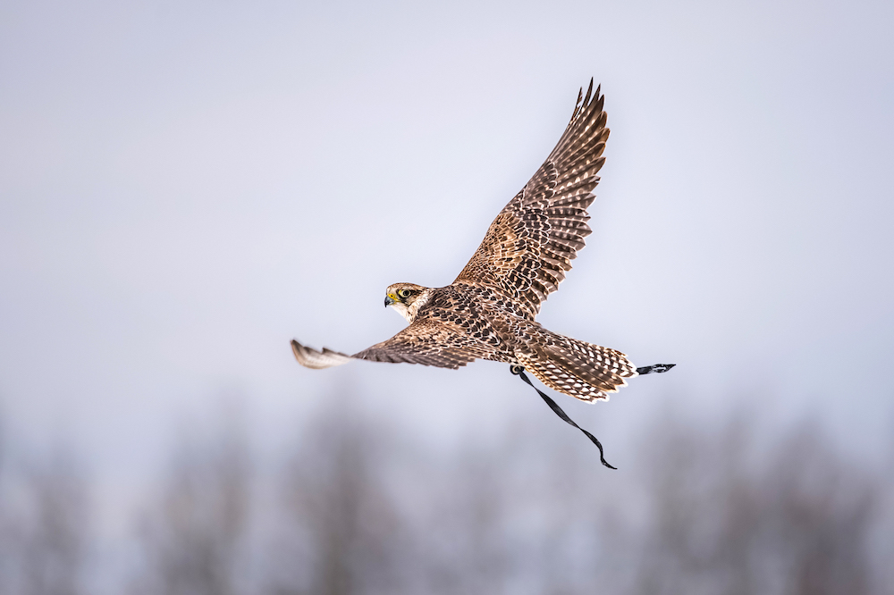 Hunting With Peregrine Falcon. Tower Street Insurance Loss Control OSHA Safe and Sound Week Safety and Health