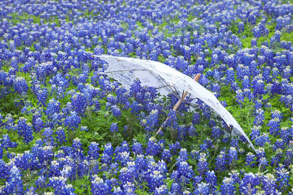tower street insurance chubb business insurance South lake Texas Home Insurance white-parasol-in-a-field-of-texas-bluebonnets-2021-08-26-18-19-21-utc Tower Street Insurance Assisted Living Ambulance Services